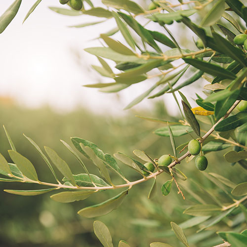 Olive Leaf Extract TriBlock7
